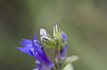 Great blue lobelia